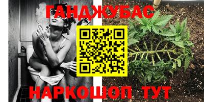 стаф Кингисепп